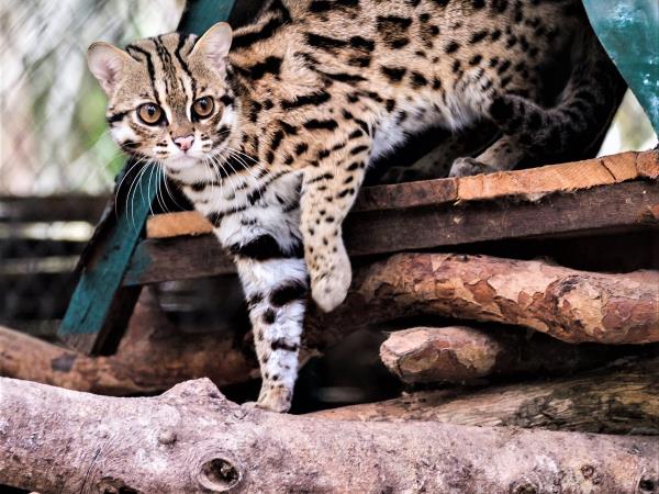 Laos Wildlife sanctuary volunteering holiday