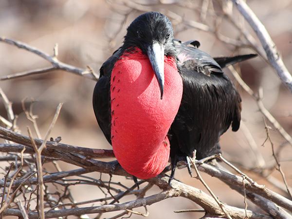 Ecuador railway holiday with Galapagos cruise