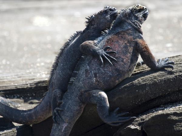 Galapagos adventure holiday