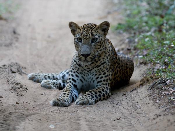 Luxury Sri Lanka 12 day tour