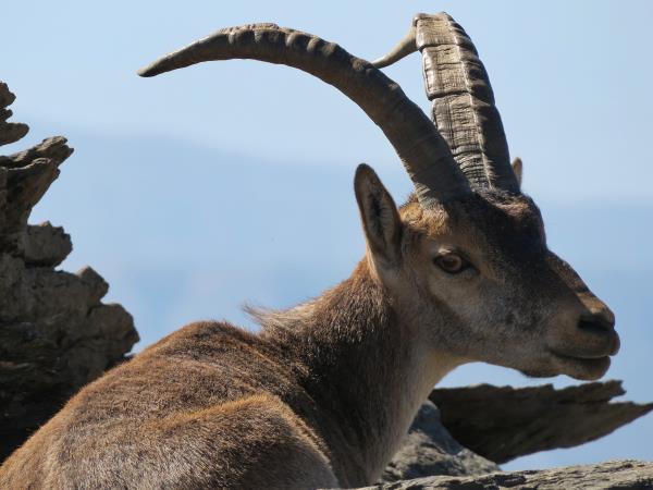 Alpujarra wildlife walking holiday