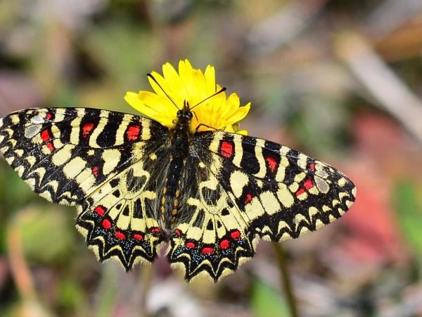 Alpujarra wildlife walking holiday