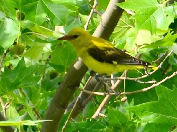 Alpujarra wildlife walking holiday