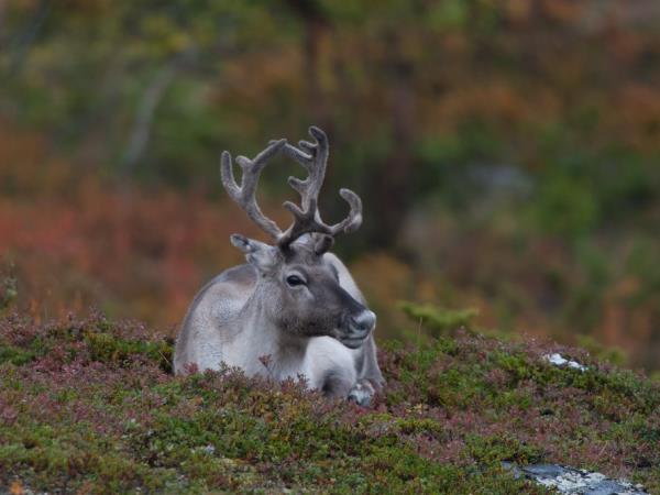 Autumn northern lights short break