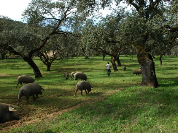 Iberian Ham tour in Andalucia, Spain