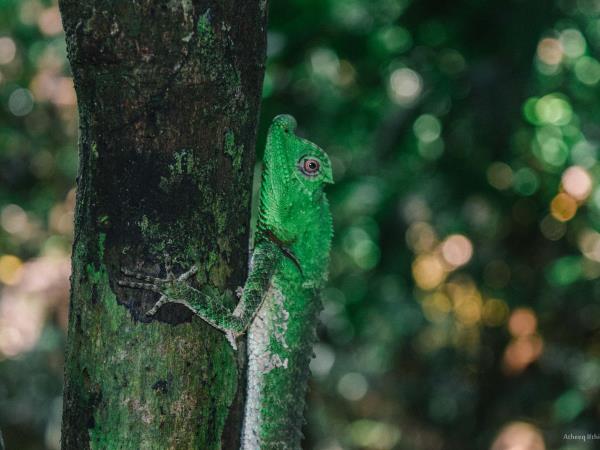 Sri Lanka wildlife and culture tour
