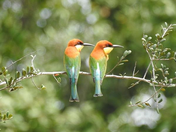 Sri Lanka wildlife and culture tour