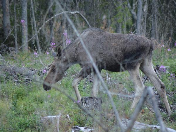 Norway wildlife holiday, walking safari
