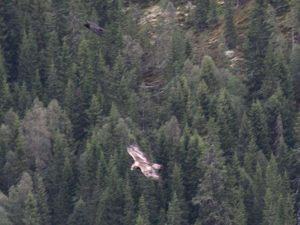 Norway wildlife holiday, walking safari