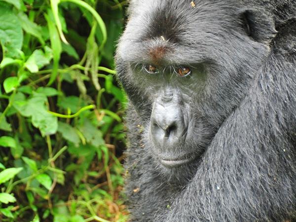 5 day gorilla safari in Uganda