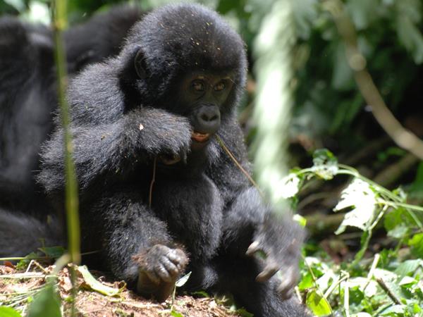 5 day gorilla safari in Uganda