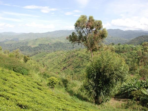 5 day gorilla safari in Uganda