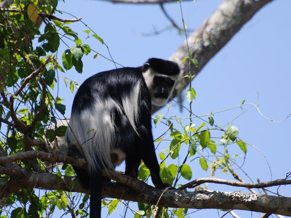 5 day gorilla safari in Uganda
