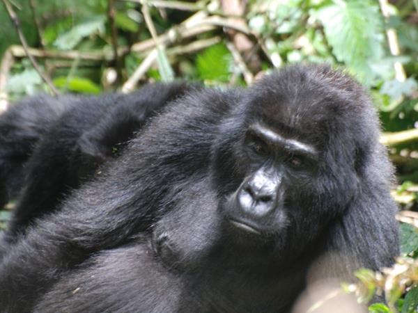 5 day gorilla safari in Uganda