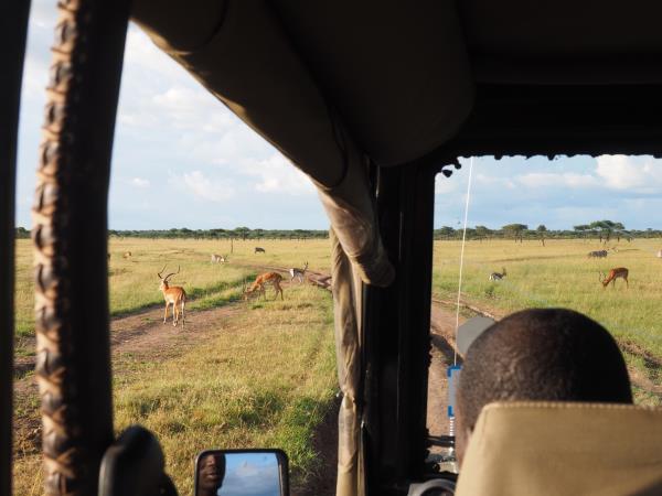 Wildebeest migration safari in Kenya