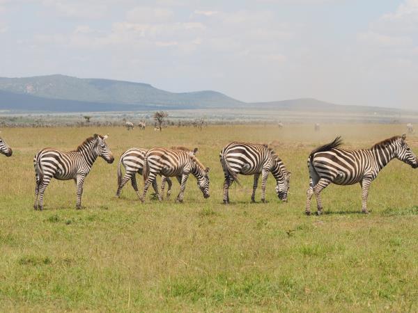 Wildebeest migration safari in Kenya
