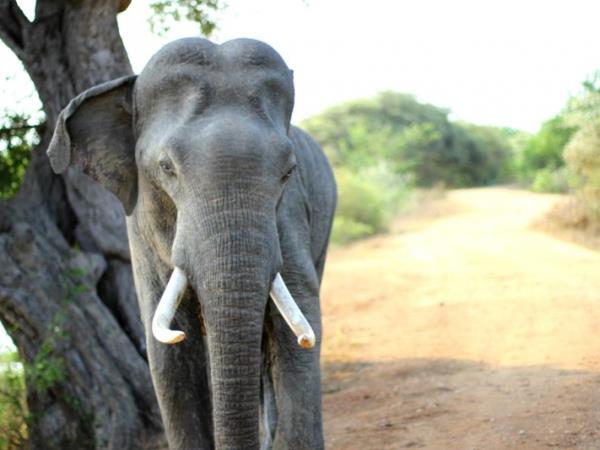 Luxury Sri Lanka 12 day tour