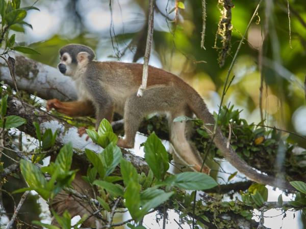 Ecuador rainforest tour