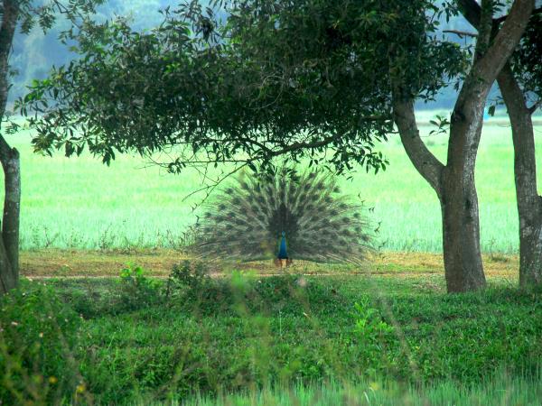 Sri Lanka active holiday, rainforest and beach