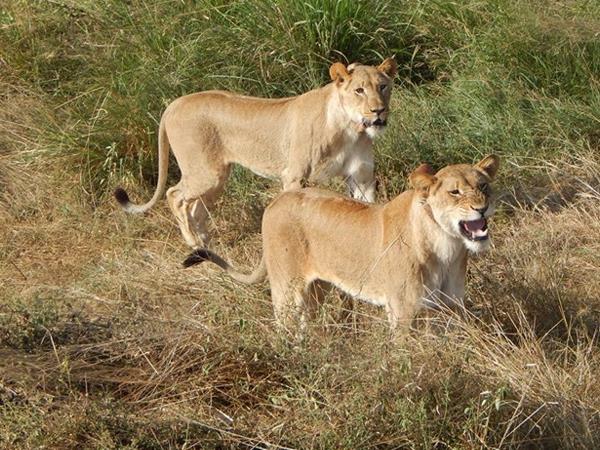 Rwanda holiday, gorillas and wildlife adventure