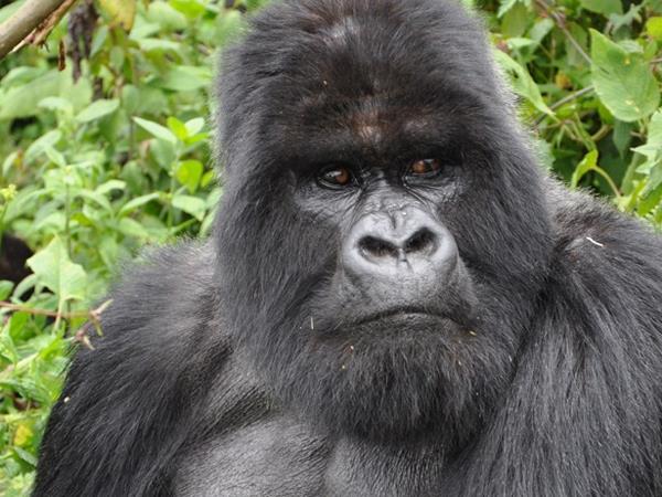 Rwanda holiday, gorillas and wildlife adventure