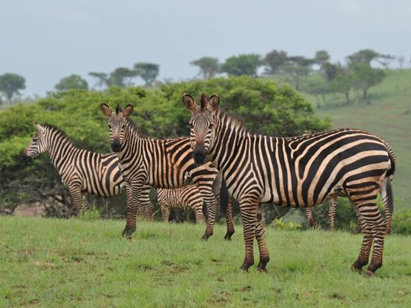 Rwanda holiday, gorillas and wildlife adventure
