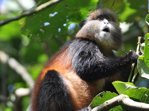 Rwanda holiday, gorillas and wildlife adventure