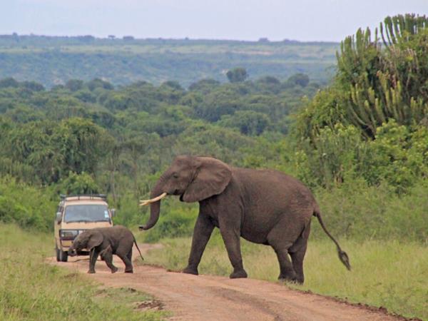 Rwanda holiday, gorillas and wildlife adventure