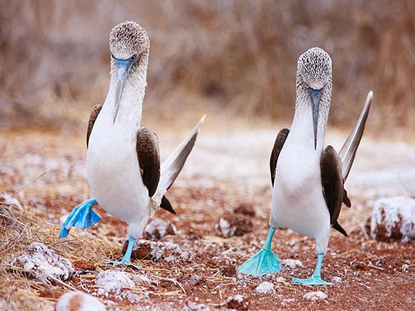 Galapagos and Peru tour