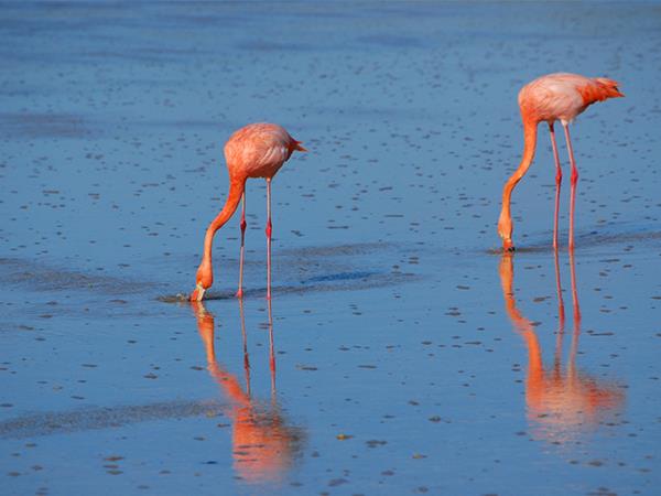 Galapagos and Peru tour