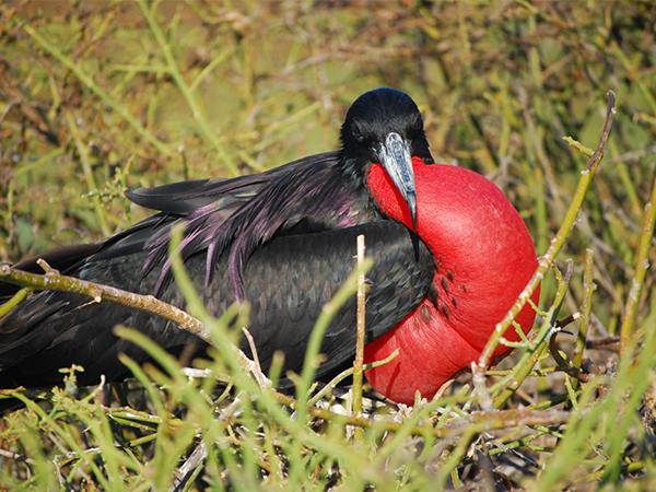 Galapagos and Peru tour