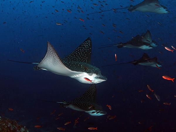Galapagos and Peru tour