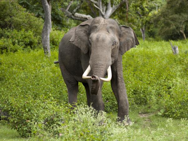 Sri Lanka luxury wildlife holiday