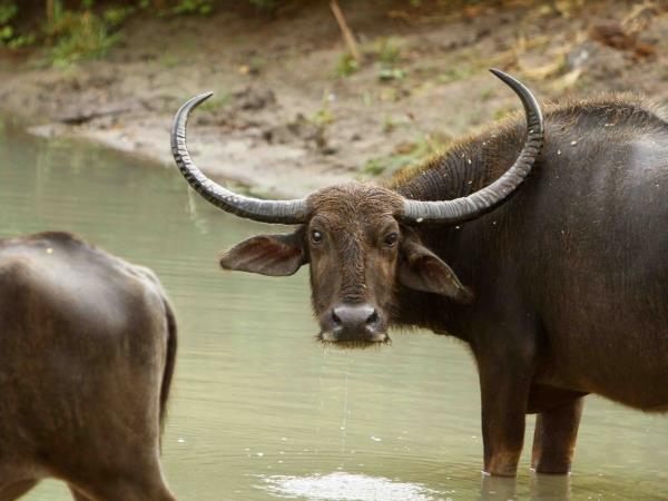 Sri Lanka luxury wildlife holiday