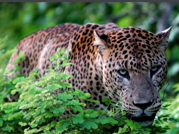 Sri Lanka luxury cultural & wildlife tour