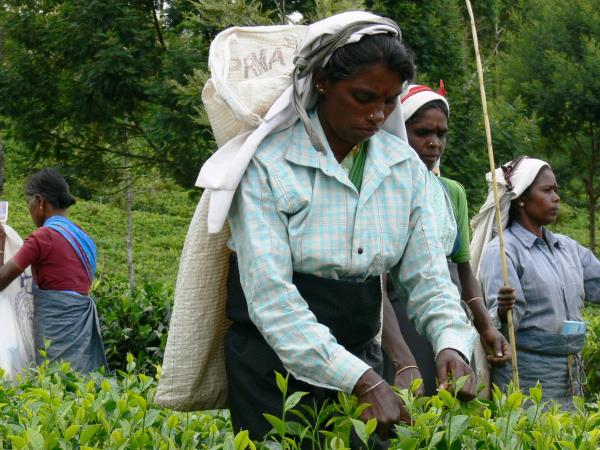 Sri Lanka luxury cultural & wildlife tour
