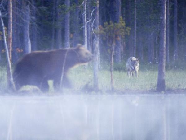 Finland wildlife holiday in Wild Taiga