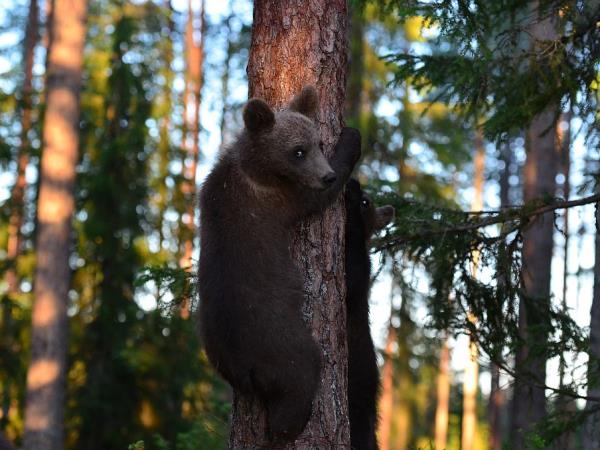 Finland wildlife holiday in Wild Taiga