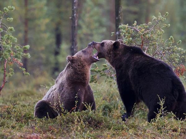 Finland wildlife holiday in Wild Taiga