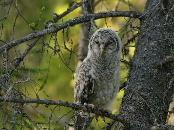 Finland wildlife holiday in Wild Taiga