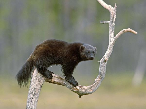 Finland wildlife holiday in Wild Taiga