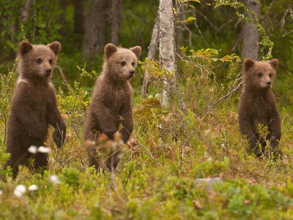 Finland wildlife holiday in Wild Taiga