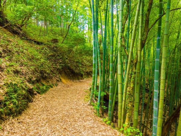 Japan luxury highlights tour