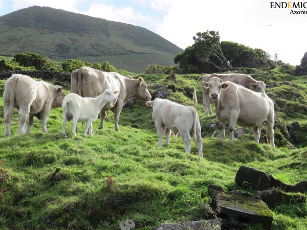 Azores holiday, Faial and Pico
