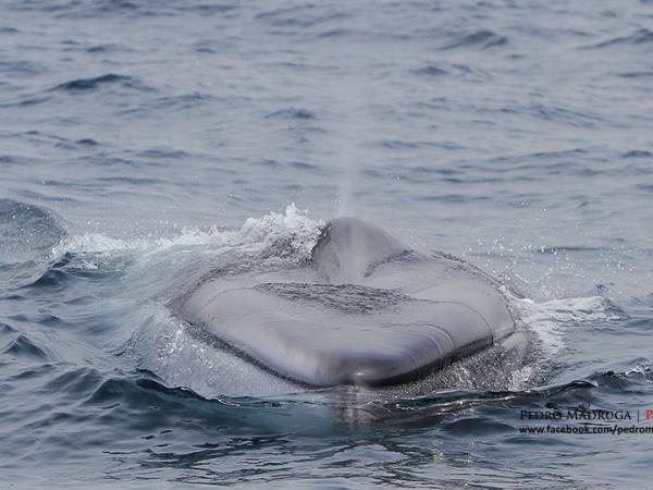 Blue whale Azores family holiday