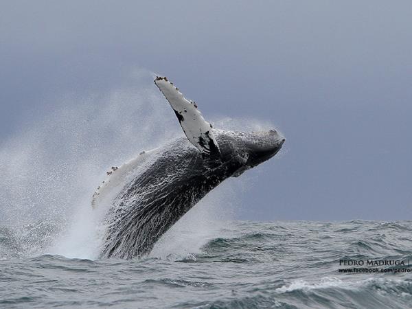 Blue whale Azores family holiday