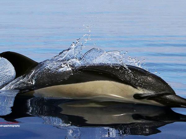Blue whale Azores family holiday