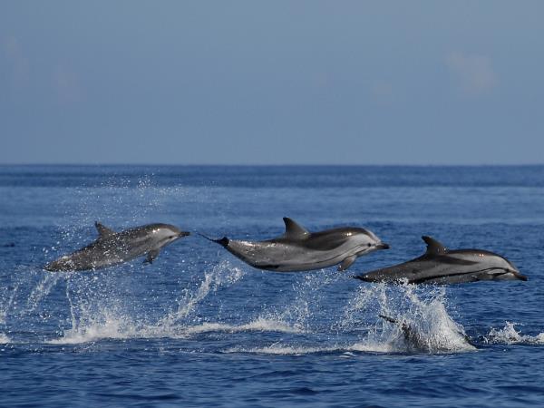 Family whale and dolphin holiday in the Azores