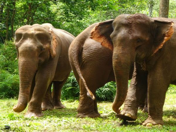 Elephant conservation holiday, Cambodia