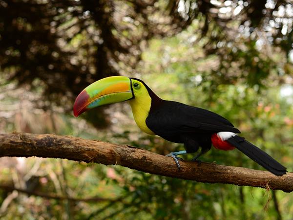 Belize holiday, rainforest, reef and ruins